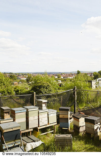 Eine Sammlung von Bienenstöcken in der Ecke eines Kleingartens in einer Stadt.