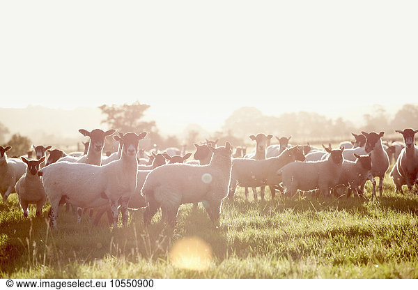 Eine Schafherde auf einem Feld  mit erhobenen Köpfen  die sich um sie herum umsehen.