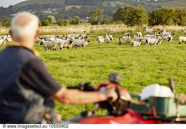Eine Schafherde auf einem Feld und ein Mann auf einem Quad  der seine Tiere beobachtet.