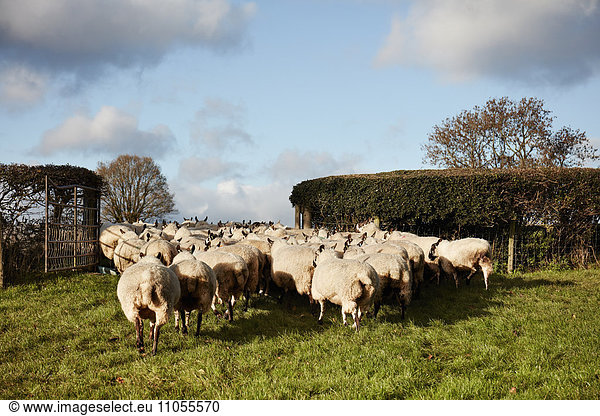 Eine Schafherde bewegt sich durch ein Tor auf ein Feld.
