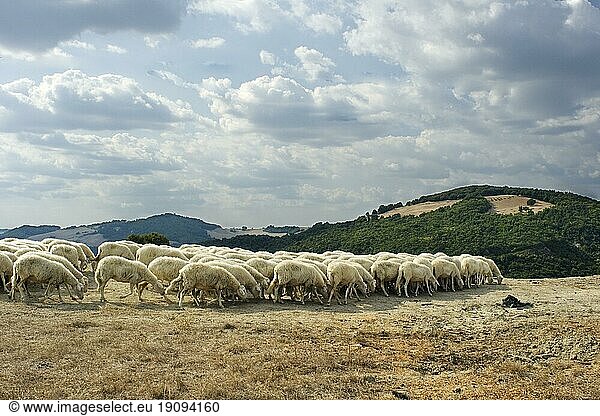 Eine Schafherde in den Hügeln der Toscana