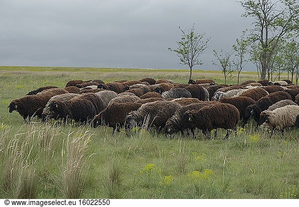 Eine Schafherde weidet in der wild blühenden Steppe. Tarutino-Steppe  Oblast Odessa  Ukraine  Osteuropa.