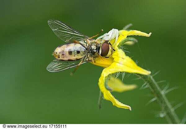 Eine Schwebfliege wird von einer Blumenkrabbenspinne (Misumena vatia) auf einer gelben Tomatenblüte in einem Garten gefangen.