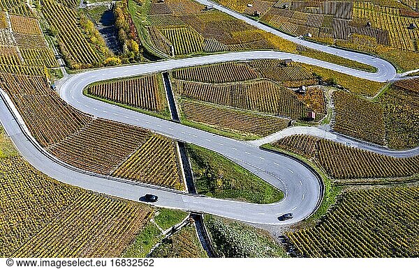 Eine serpentinenreiche Landstraße  die sich durch die herbstlich gefärbten Weinberge der Weinbauregion Leytron schlängelt  Leytron  Wallis  Schweiz.