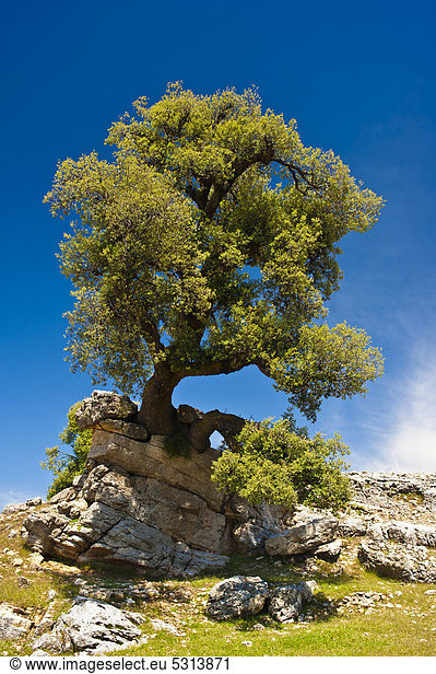 Eine urige Steineiche (Quercus ilex) wächst auf einem Felskopf  Mittlerer Atlas  Marokko  Afrika