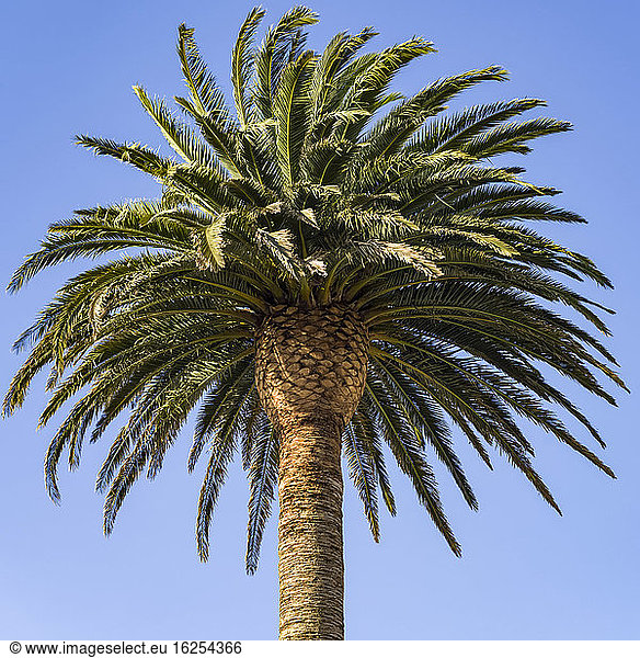 Eine volle Palme vor blauem Himmel; Region Waikato,  Nordinsel,  Neuseeland