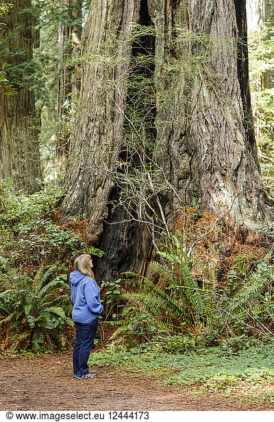 Eine Wanderin blickt zu den hohen Redwood-Bäumen im Lady Bird Johnson Grove  Redwood National and State Parks  Orick  Kalifornien  Vereinigte Staaten von Amerika