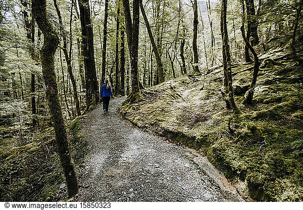 Eine Wanderin wandert auf dem Routeburn Track Neuseeland durch die Wälder