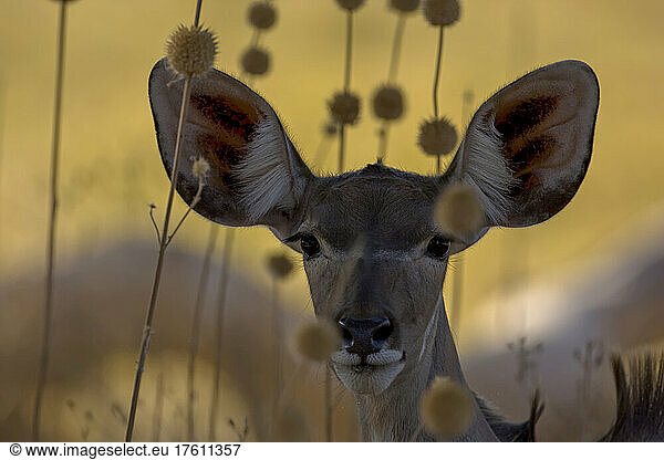 Eine weibliche Antilope nimmt Blickkontakt mit der Kamera auf.