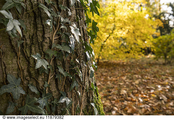 Eine Weinrebe die an einem Baumstamm emporwächst mit herbstlichem Laub im Hintergrund; Richmond Yorkshire England'.
