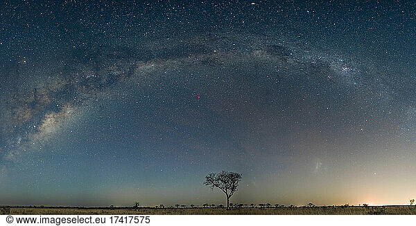 Eine weite Aufnahme der Milchstraße und des klaren Horizonts mit einem Baum