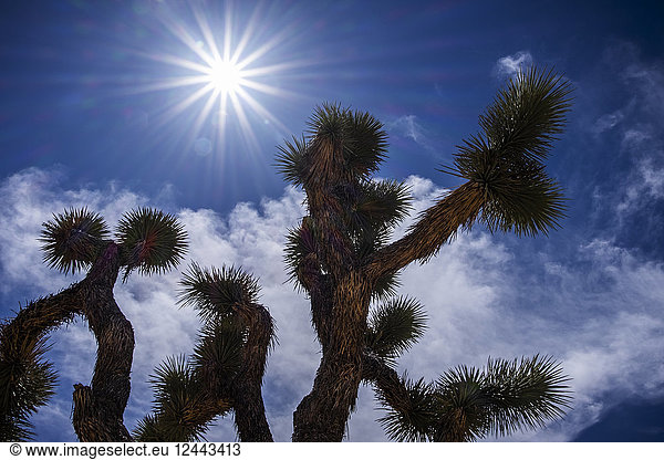 Eine Yucca brevifolia unter einem hellen Himmel im Joshua Tree National Park,  Kalifornien,  Vereinigte Staaten von Amerika