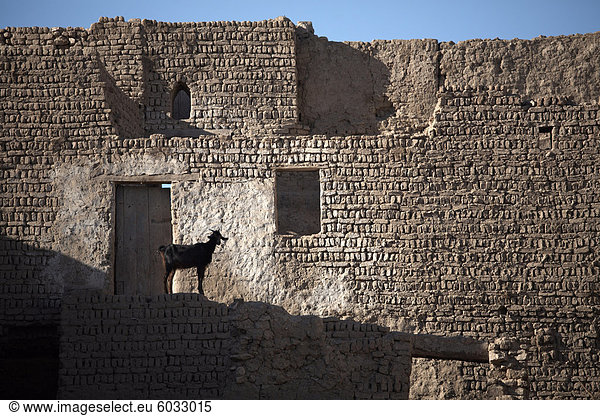 Eine Ziege steht unter den Ruinen der Stadt Lehmziegeln Al-Qasr  Dakhla  Ägypten  Nordafrika  Afrika