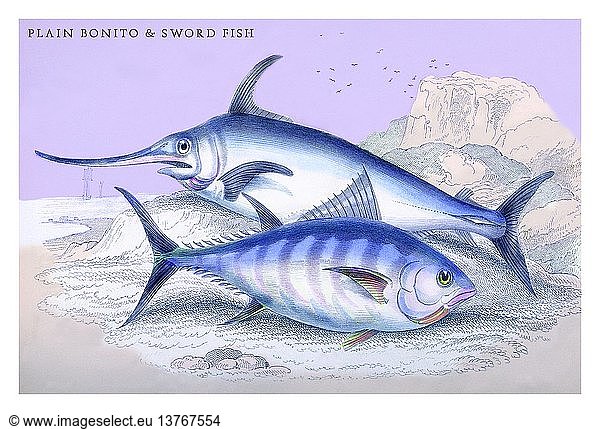 Einfacher Bonito und Schwertfisch 1842