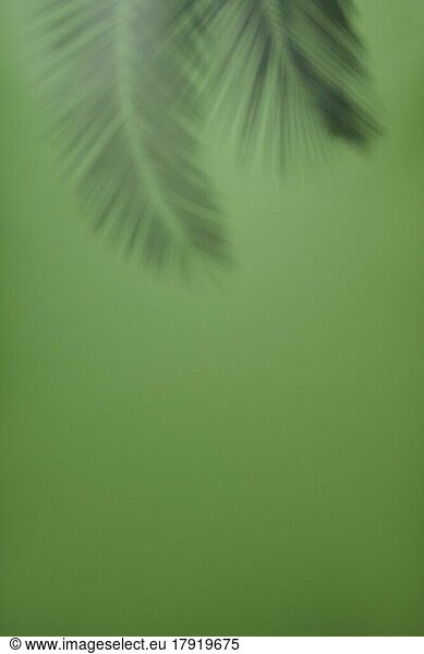 Einfacher grüner Hintergrund mit verschwommenem Palmblattschatten