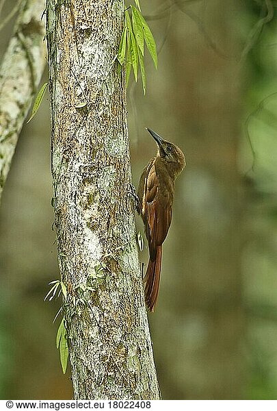 Einfarbig-brauner Waldbaumsteiger (Dendrocincincla fuliginosa ridgwayi) erwachsen  am Baumstamm festhaltend  Darien  Panama  April  Mittelamerika