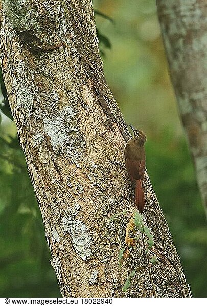 Einfarbig-brauner Waldbaumsteiger (Dendrocincincla fuliginosa ridgwayi) erwachsen  am Baumstamm festhaltend  Darien  Panama  April  Mittelamerika