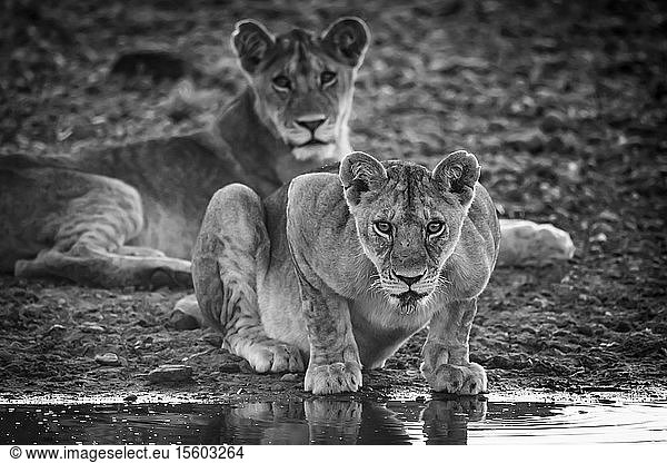 Einfarbige Löwin (Panthera leo) liegt und schaut vom Wasser auf  Grumeti Serengeti Tented Camp  Serengeti National Park; Tansania
