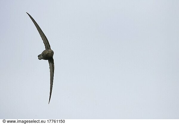 Einfarbige Mauersegler (Apus unicolor)  erwachsen  vagabundierend  auf der Flucht  Norfolk  England  Großbritannien  Europa