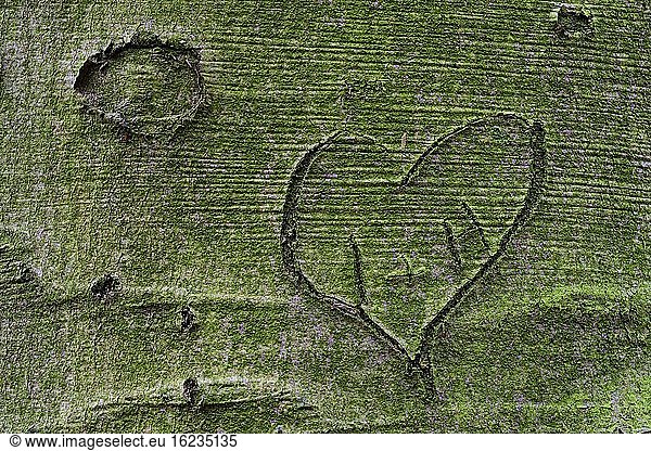 Eingeschnitzes Herz auf der Oberfläche einer Buche (Fagus sylvatica)  Symbol  Liebe  Baum  Urwald Baumweg  Emstek  Niedersachsen  Deutschland  Europa