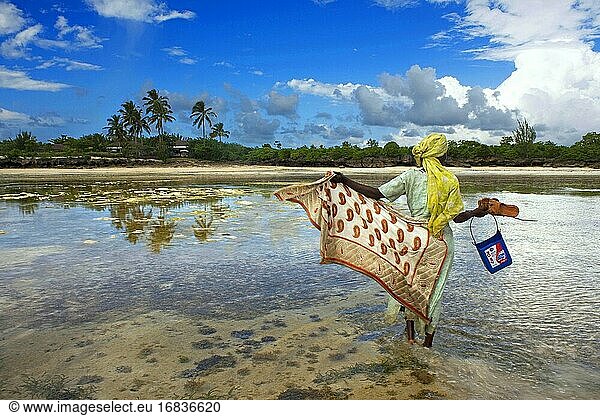 Einheimische Frau bei der Ernte von Seegras und Mollusken bei Ebbe  Sansibar  Tansania.