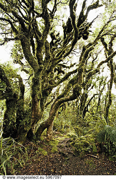 Einheimischen Busch bei Dawson Falls  wo der Wald als Goblin Wald durch nachgestellte Moss und knorrigen Bäumen  Egmont-Nationalpark  Taranaki  Nordinsel  Neuseeland  Pazifische bekannt ist