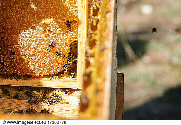Einige Bienen arbeiten in deiner Wabe  während eine einzelne Biene um sie herumfliegt