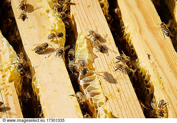 Einige Bienen arbeiten  um den süßen Honig zu gewinnen
