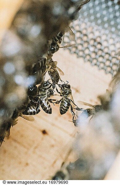 Einige Bienen in einer Honigwabe