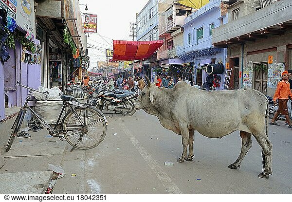 Einkaufsstrasse und Hausrind  Bharatpur  Rajasthan  Kuh  Kühe  Heilige Kuh  Indien  Asien