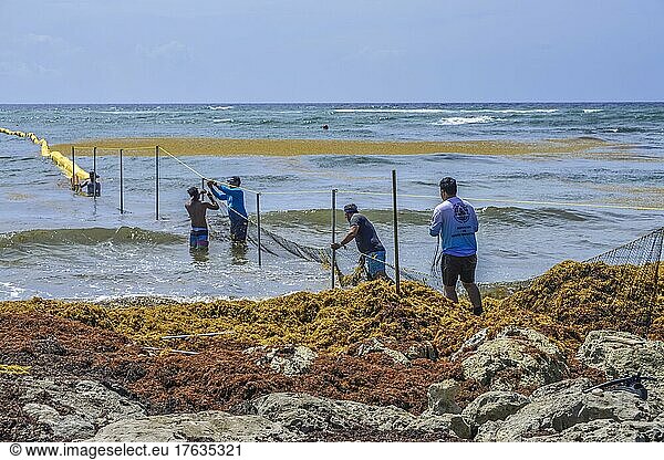 Einrichtung einer Sperre gegen Braunalgen  Strand  Akumal  Quintana Roo  Mexiko  Mittelamerika