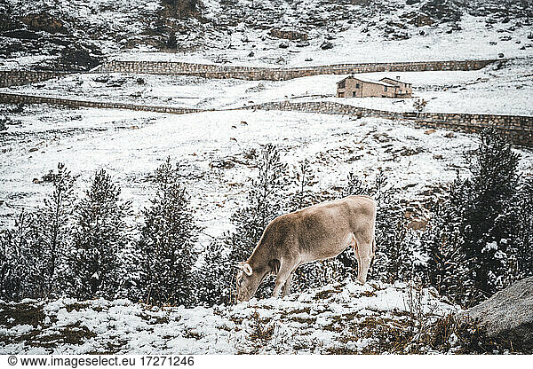 Einsame Kuh beim Grasen im Schnee