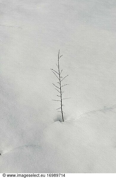 Einsame Pflanze und Schneefeld  Guadarrama-Nationalpark  Madrid  Spanien