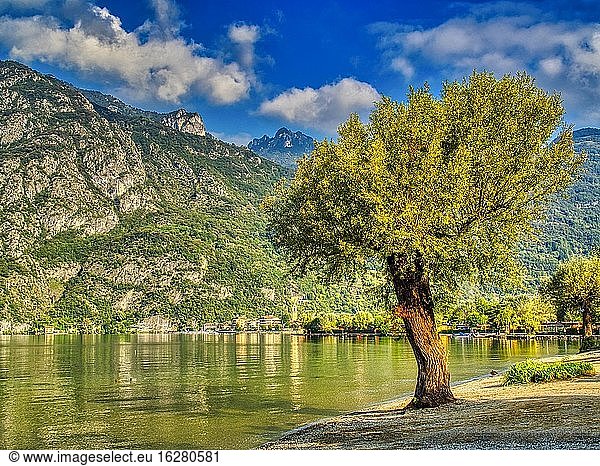 Einsamer Baum am Strand  Luganersee bei Porlezza  Region Lombardei  Italien.