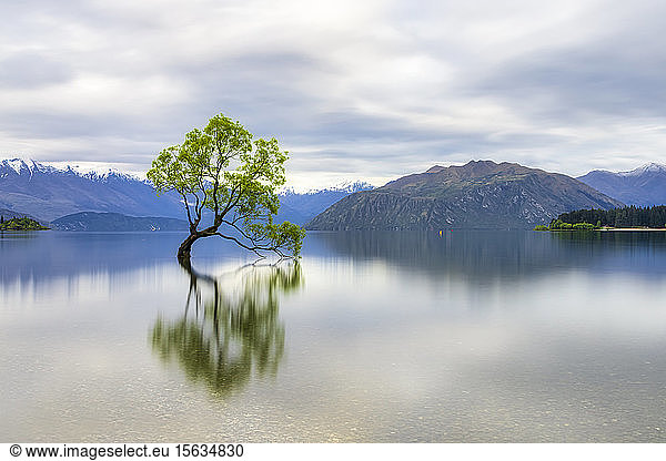 Einsamer Baum des Wanaka-Sees vor bewölktem Himmel  Südinsel  Neuseeland