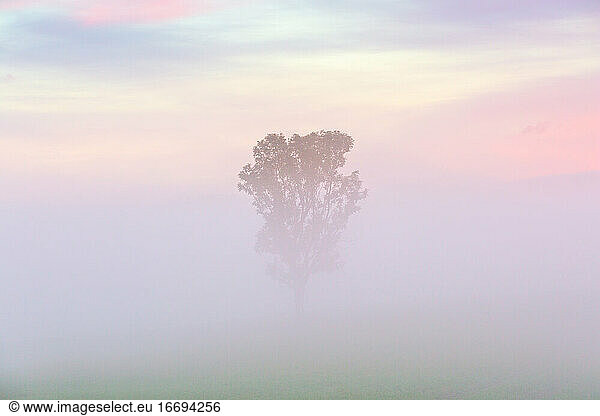 Einsamer Baum im Morgennebel  Slowakei.