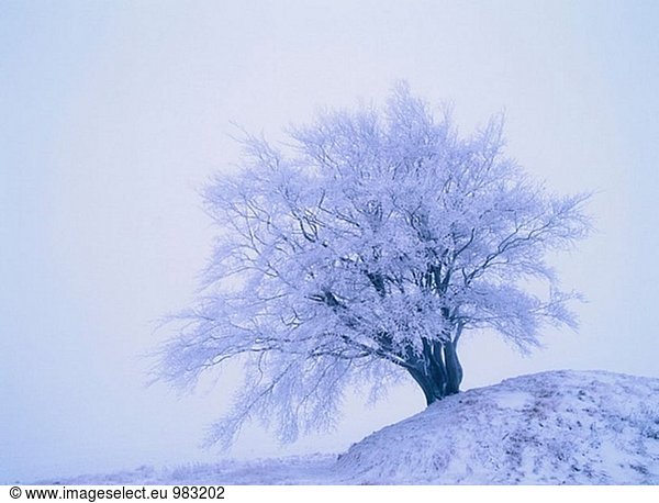 Einsamer Baum in Frost mit Begräbnishügel aus Bronze Age. Skåne. Schweden