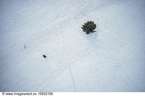 Einsamer Baum in schneebedecktem Park