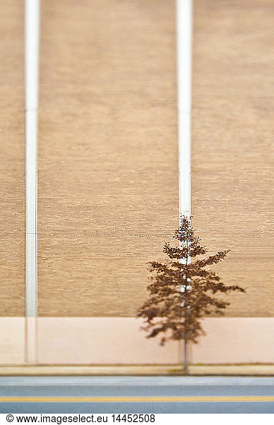 Einsamer Baum neben einem Gebäude