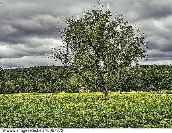 Einsamer Baum und Heuwiese bei Lacoste  Departement Dordogne  Nouvelle-Aquitaine  Frankreich.