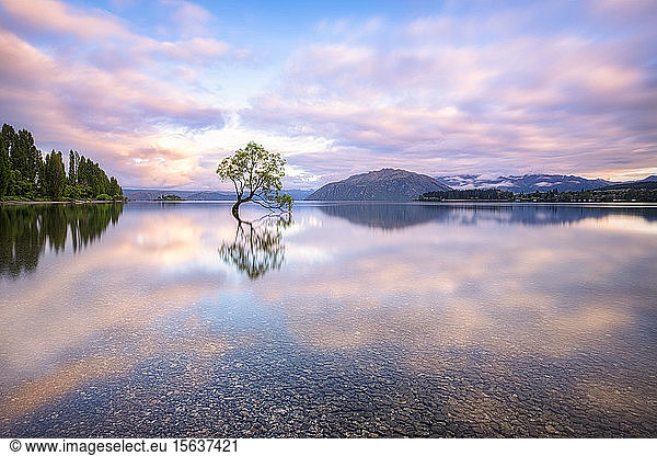 Einsamer Baum vom Wanaka-See vor bewölktem Himmel bei Sonnenuntergang  Neuseeland