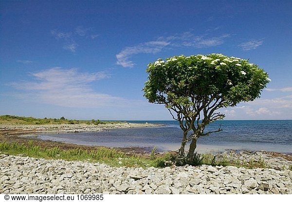Einsamer Baum von der Küste des Bjarehalvon  am Meer Kattegatt. Schweden
