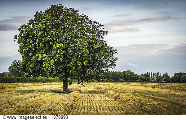 Einsamer grüner Baum in einem Feld; Knapwell  Cambridgeshire  England'.