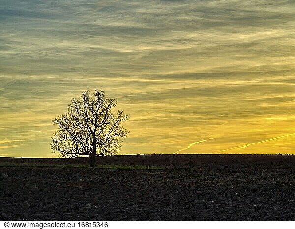 Einsamer kahler Baum bei Sonnenuntergang  Lauzun  Departement Lot-et-Garonne  Nouvelle-Aquitaine  Frankreich.