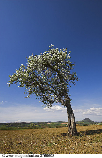 Einsamer Obstbaum im Hegau  im Hintergrund der Hohenstoffel / Landkreis Konstanz / Baden - Württemberg / Deutschland