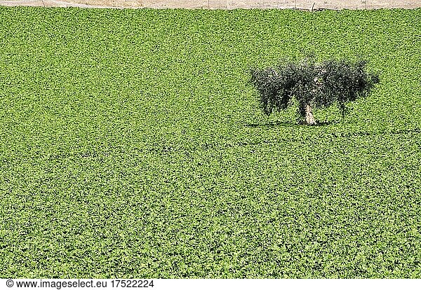 Einsamer Olivenbaum in Salatfeld  Andalusien  Spanien  Europa