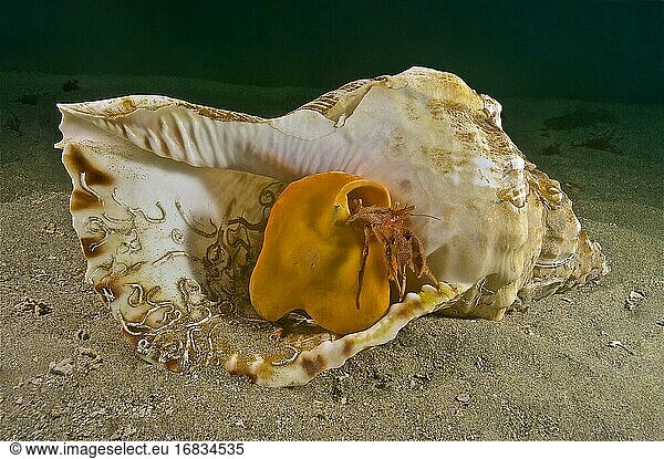 Einsiedlerkrebs (Pagurus sp. ) mit Meerorange (Suberites domuncula) in leerer Trompetenschale (Charonia lampas). Östlicher Atlantik. Galicien. Spanien. Europa.