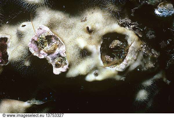 Einsiedlerkrebse (Paguritta sp.)  mehrere winzige  etwa einen Zentimeter lange Tiere  die in einem lebenden Korallenkopf leben. Eine sesshafte Art mit gefiederten Fühlern  die zum Sammeln von Plankton als Nahrung dienen. Tulamben  Bali  Indonesien