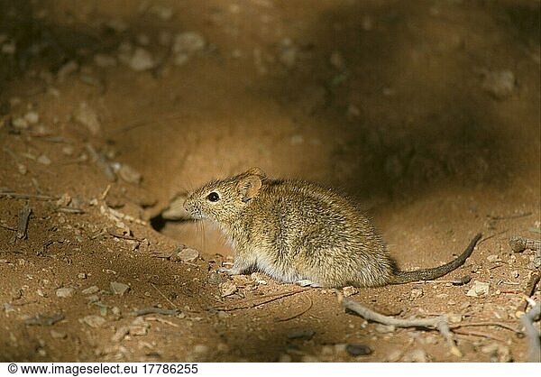Einstreifen-Grasmaus  Einstreifengrasmaus  Einstreifen-Grasmäuse  Einstreifengrasmaeuse  Einstreifen-Grasmäuse  Einstreifengrasmäuse  Mäuse  Maus  Nagetiere  Säugetiere  Tiere  Single striped Mouse (Lemniscomys rosalia) Namib  Namibia  Afrika
