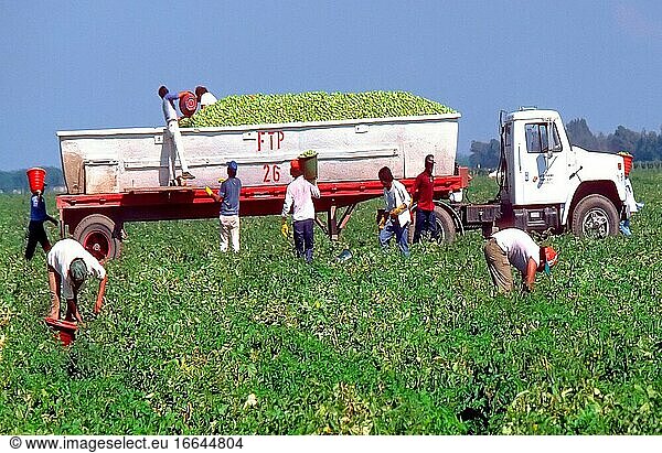 Einwanderer  mexikanische Wanderarbeiter pflücken Tomaten - Ruskin  Florida.